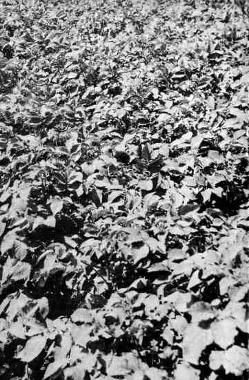 Our earliest-planted potatoes grow such vigorous vines that — by midsummer — the patch looks like a jungle as the foliage spreads to meet between the rows. Later plantings do not grow quite as luxuriantly, so we cover the ground around them with grass cuttings, leaves, and corn stalks. Both early and late plantings mature with only the moisture from spring rains. Nor do we use fertilizer or pesticides.